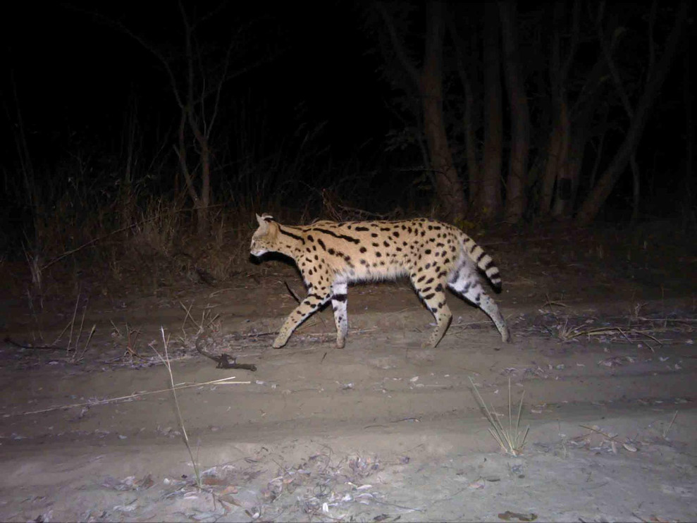 A serval on camera trap in Angola.