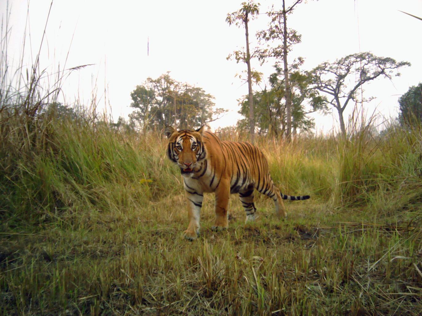 panthera camera trap