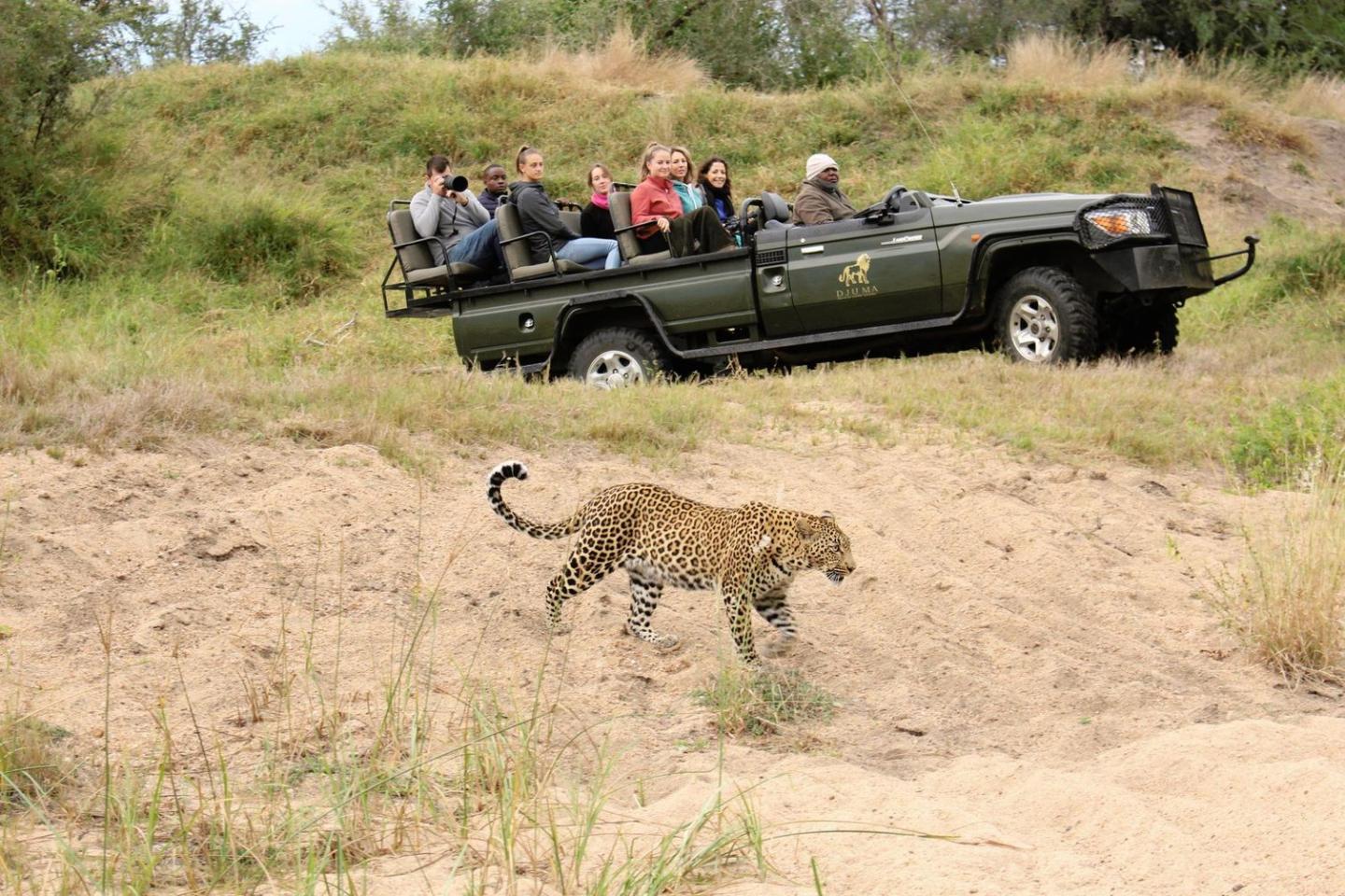 Tourists watch a leopard from a parked car in Sabi Sands