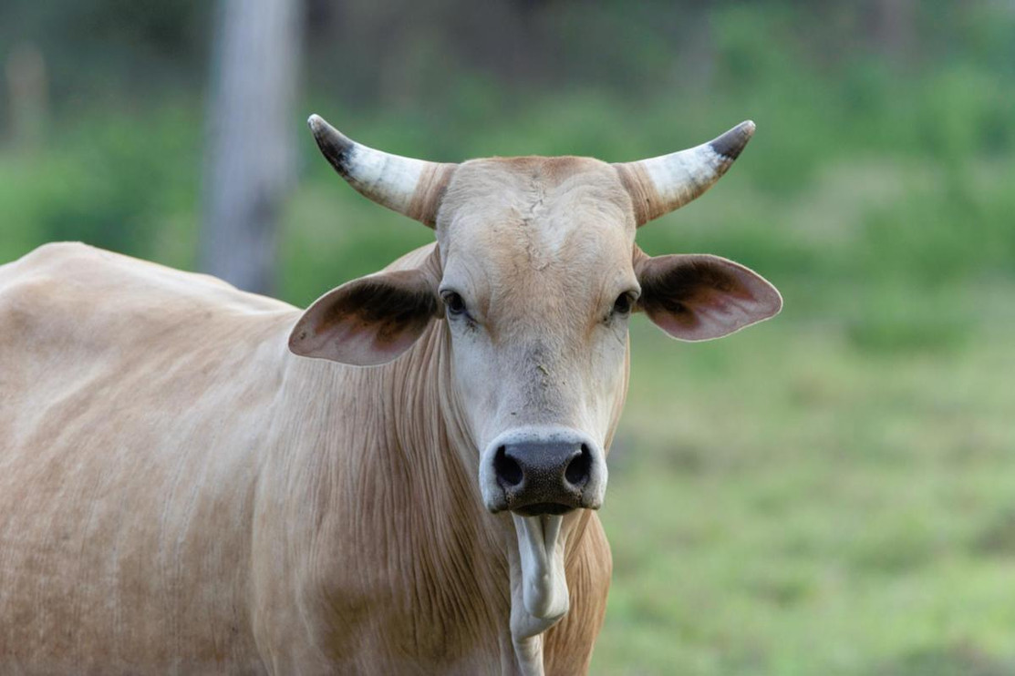 Cow in Cololmbia