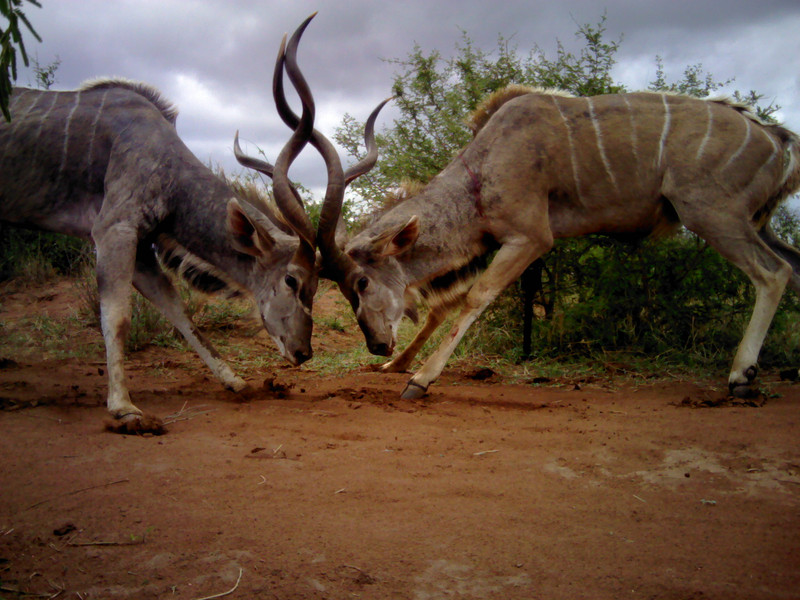 Kudus