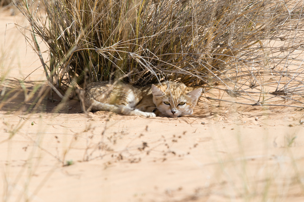 Sand cat 2