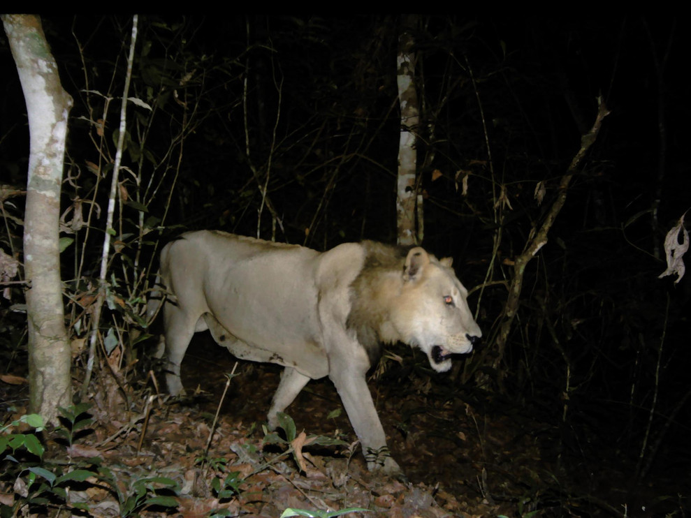 Lion in Gabon