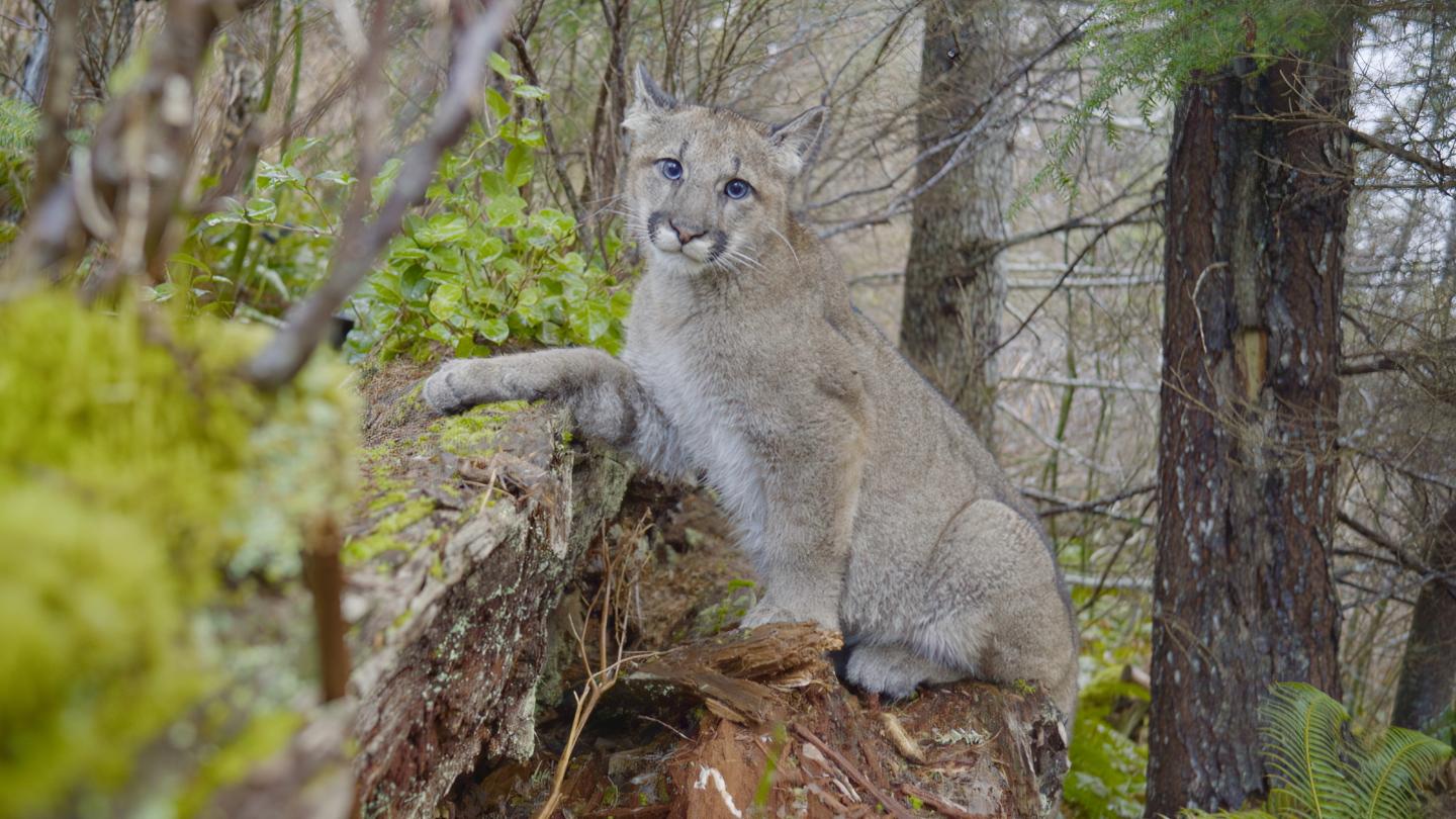 Cougar