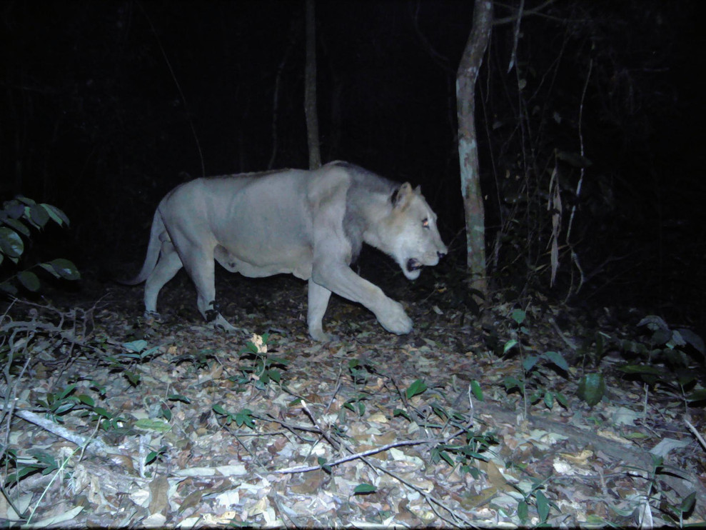 Gabon Lion