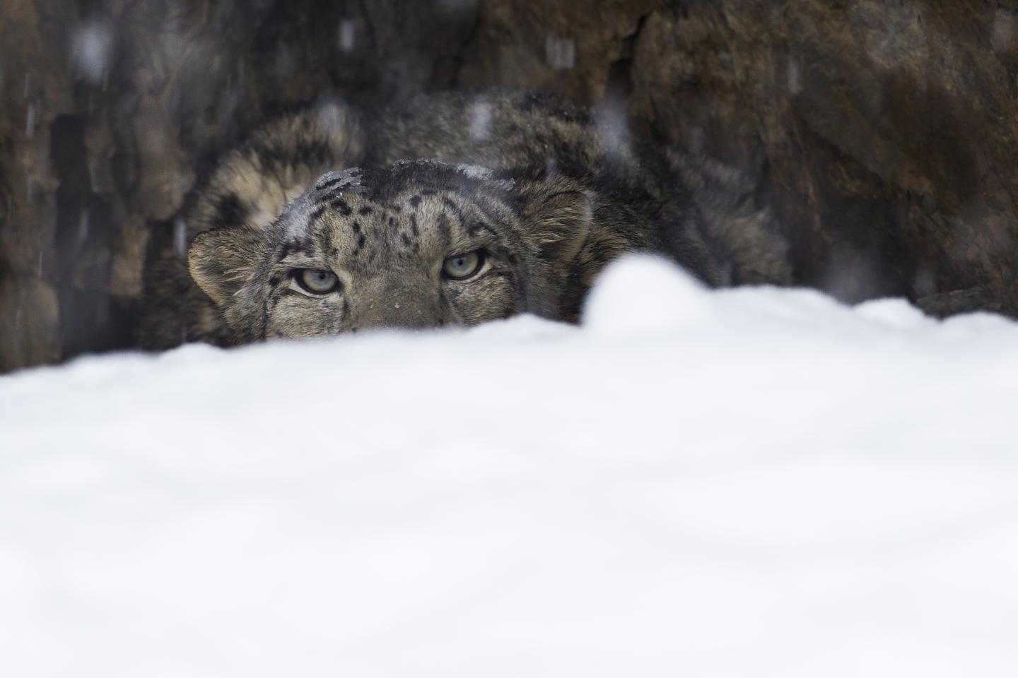The Snow Leopard's Shift from “Endangered” to “Vulnerable”: Explained |  Panthera