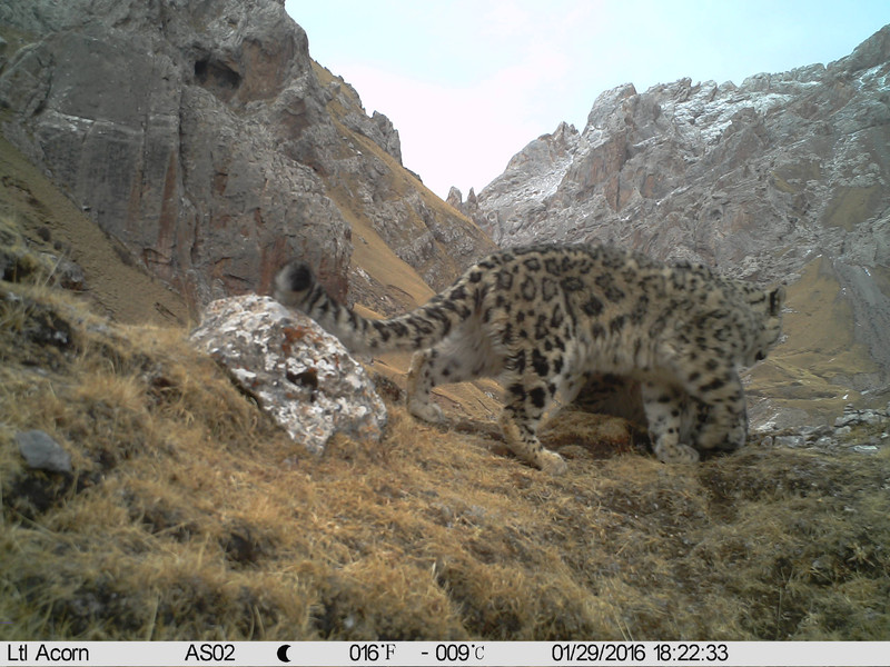 Snow leopard 