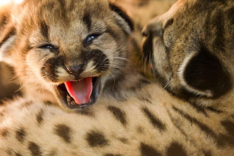 Puma kitten