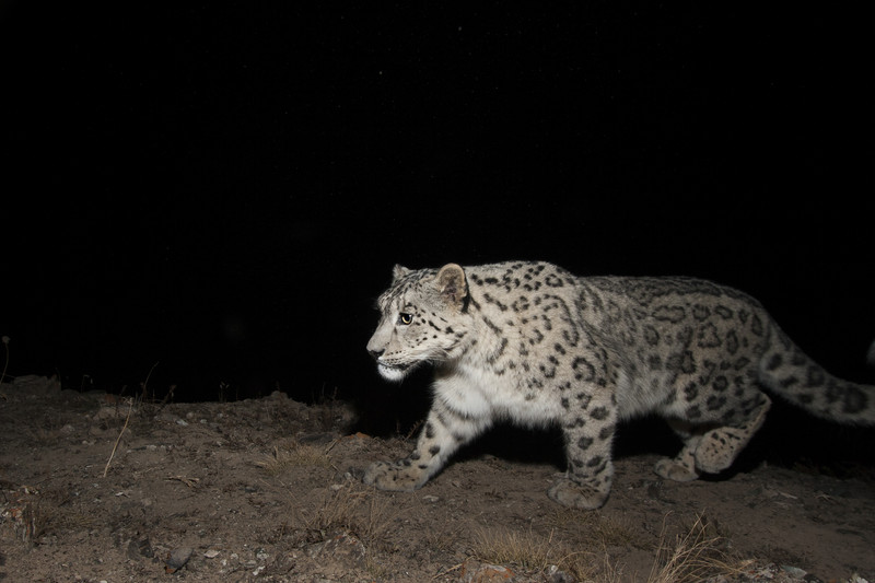 Snow leopard camera trap