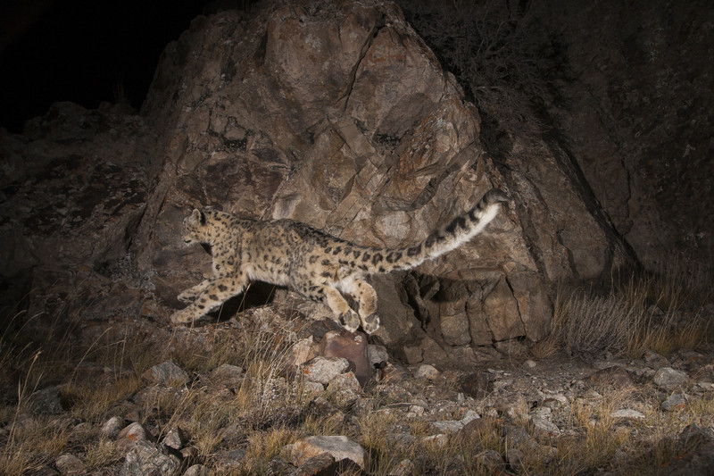 Snow leopard