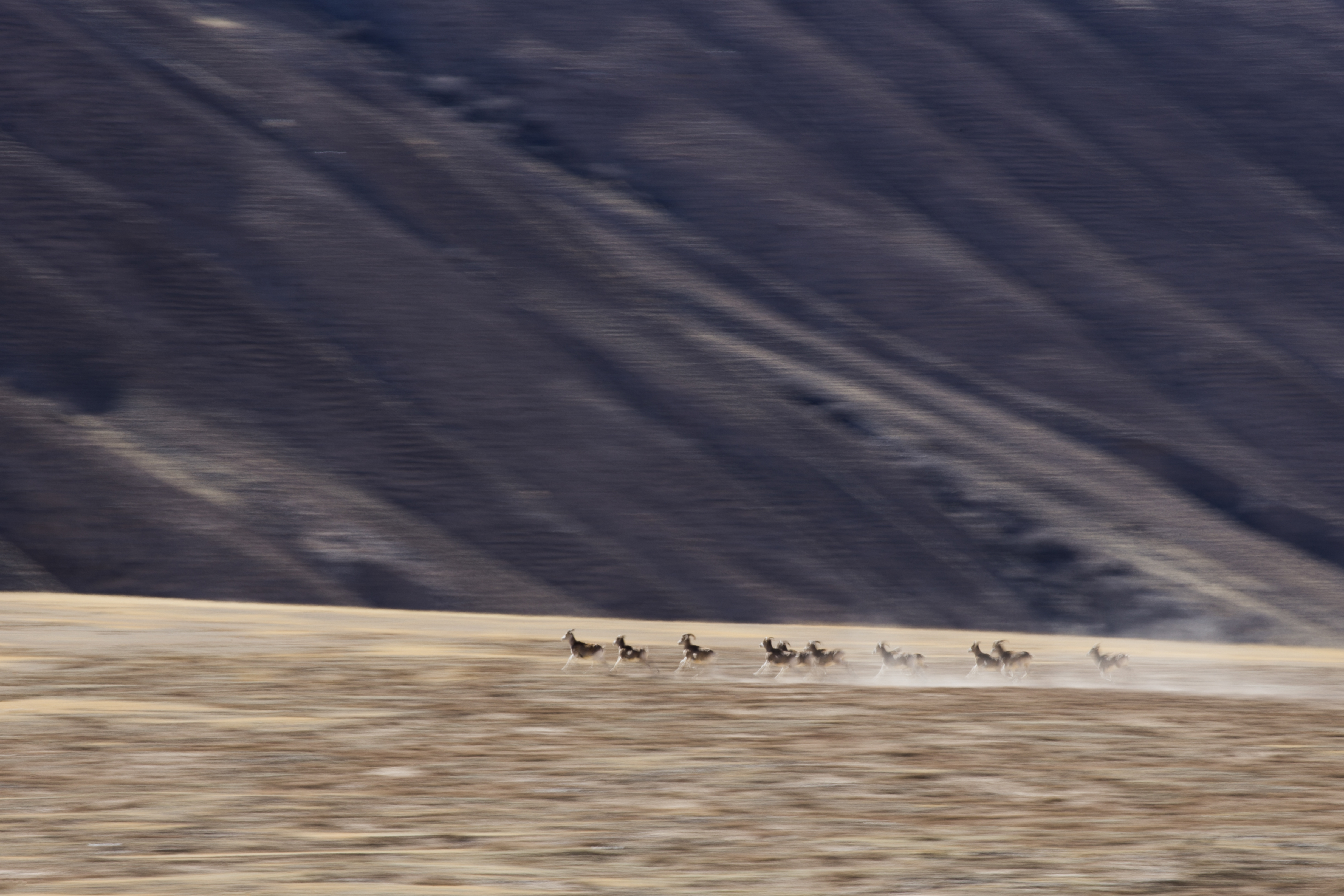 Argali rely on their speed to escape from wolves