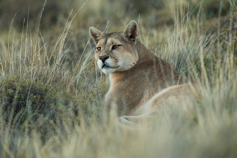 Puma in Chile