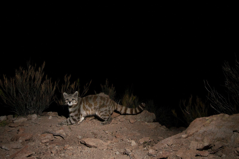 Andean cat