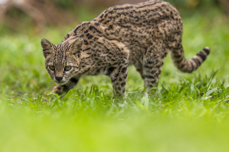 Geoffroy's cat crouching