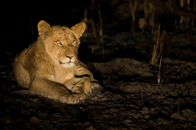 Lion in Zambia