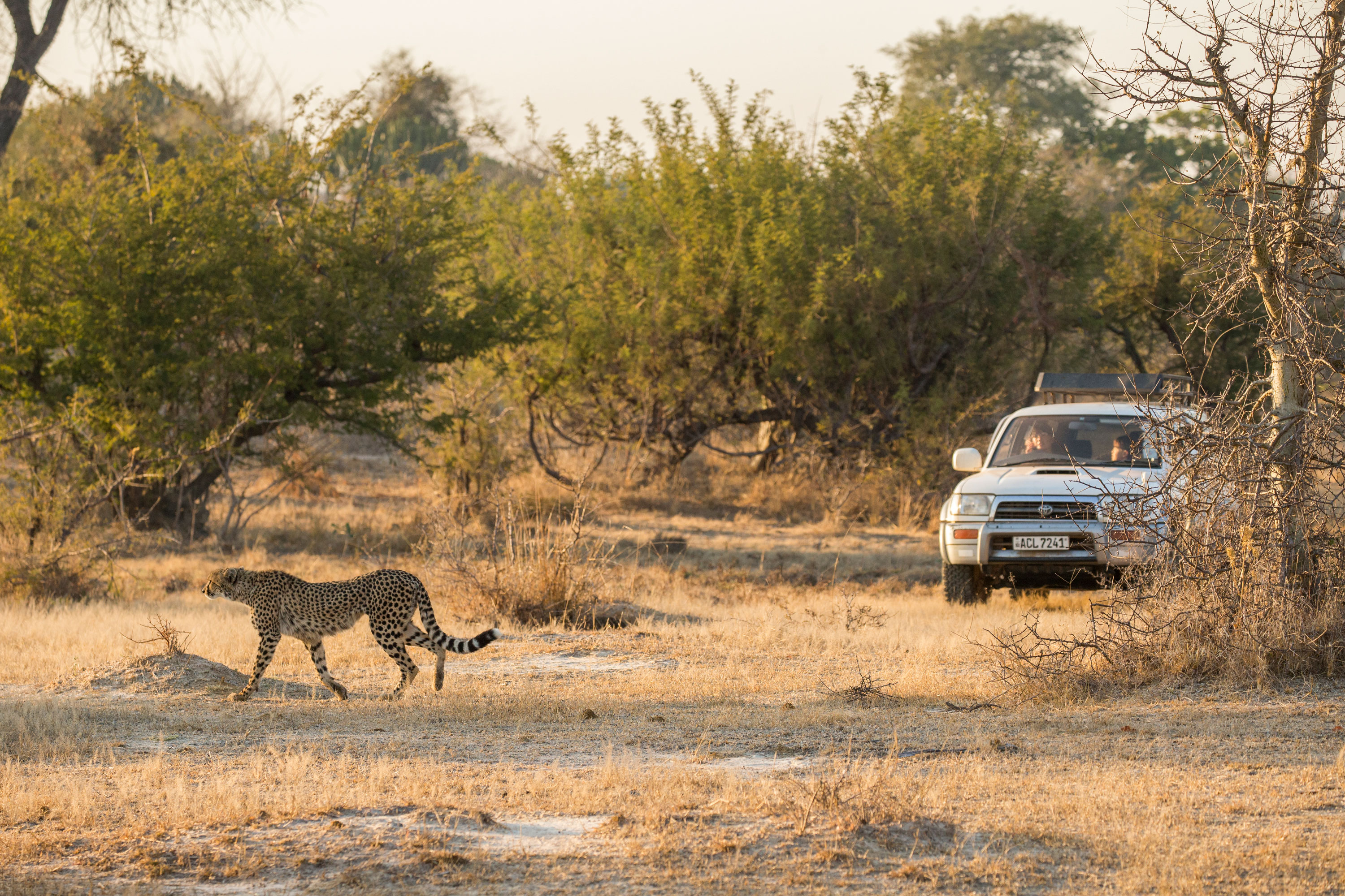 Cheetah