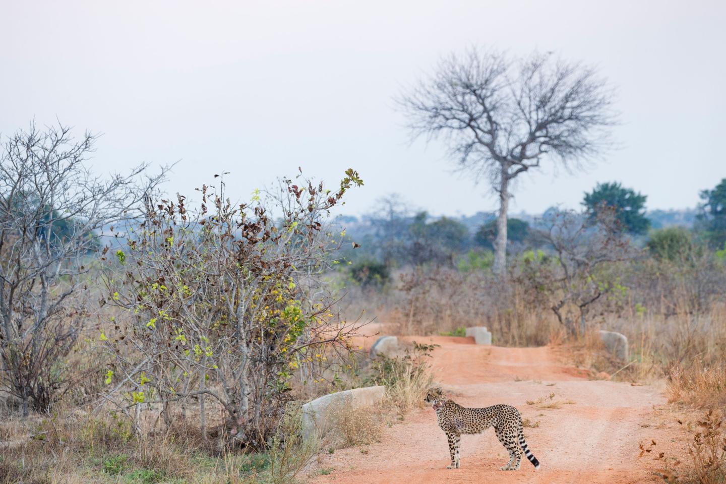 Cheetah