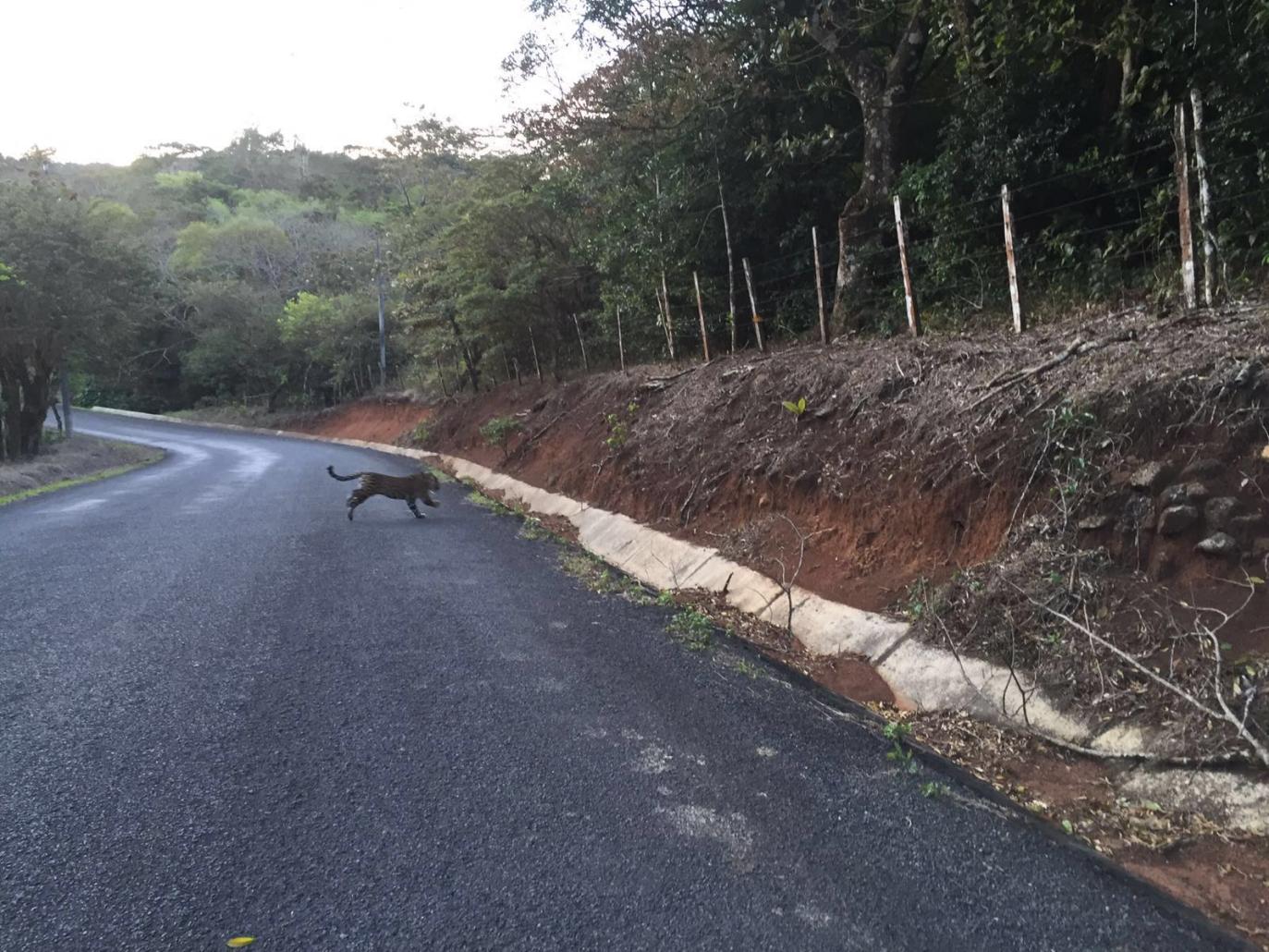 Jaguar crosses the road