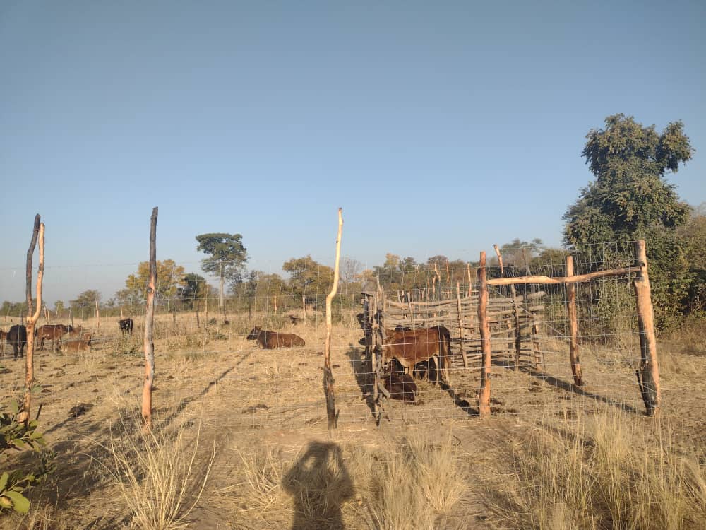 Boma with cattle