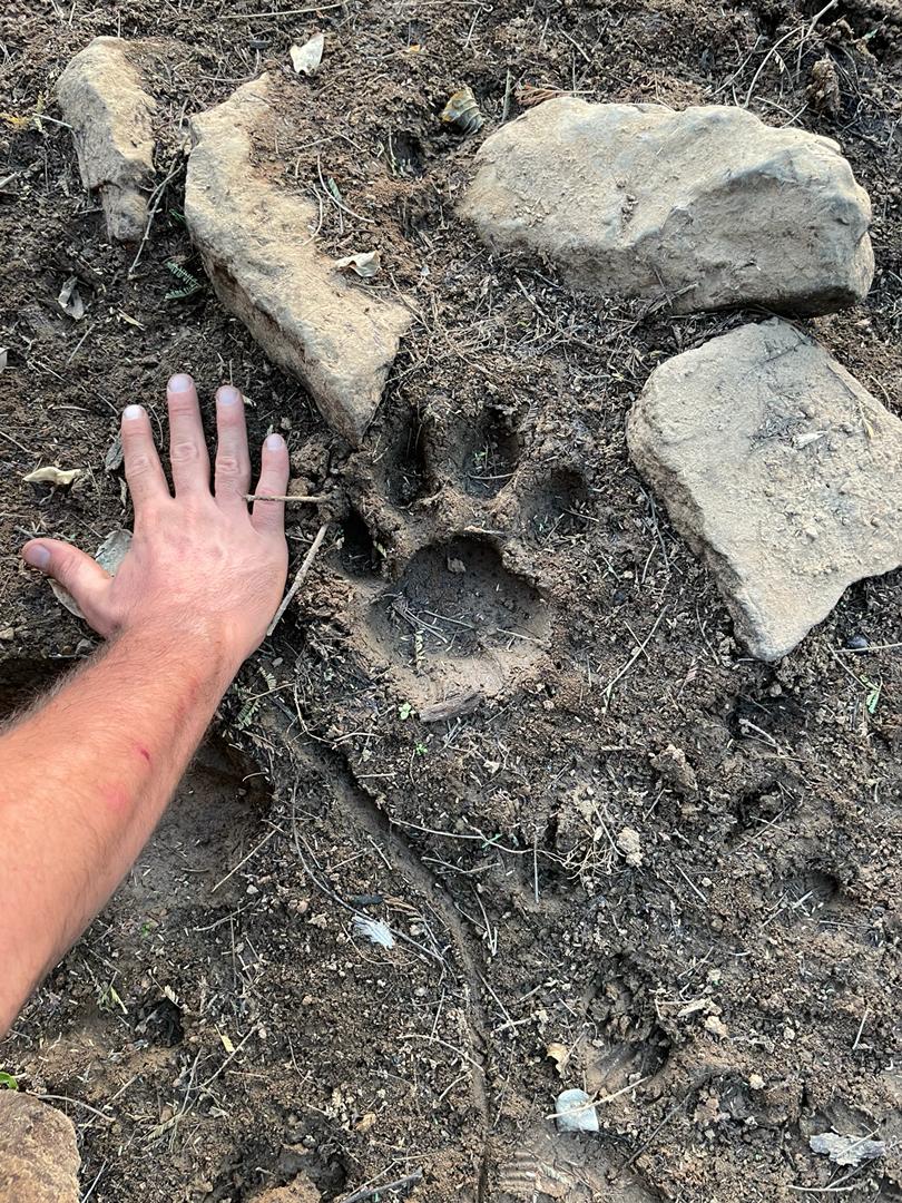 A lion track encountered by one of the field teams during camera deployment.