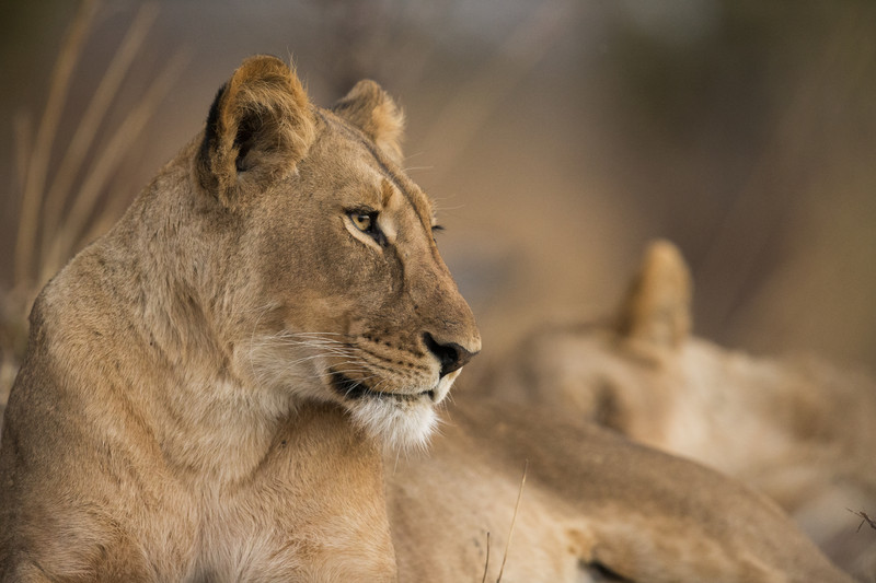 Lions looking out