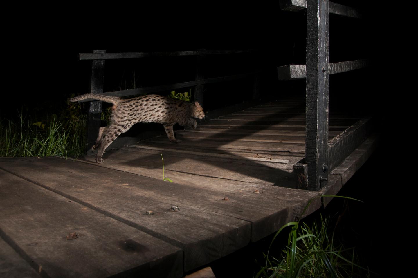 Fishing cat runs across a bridge.