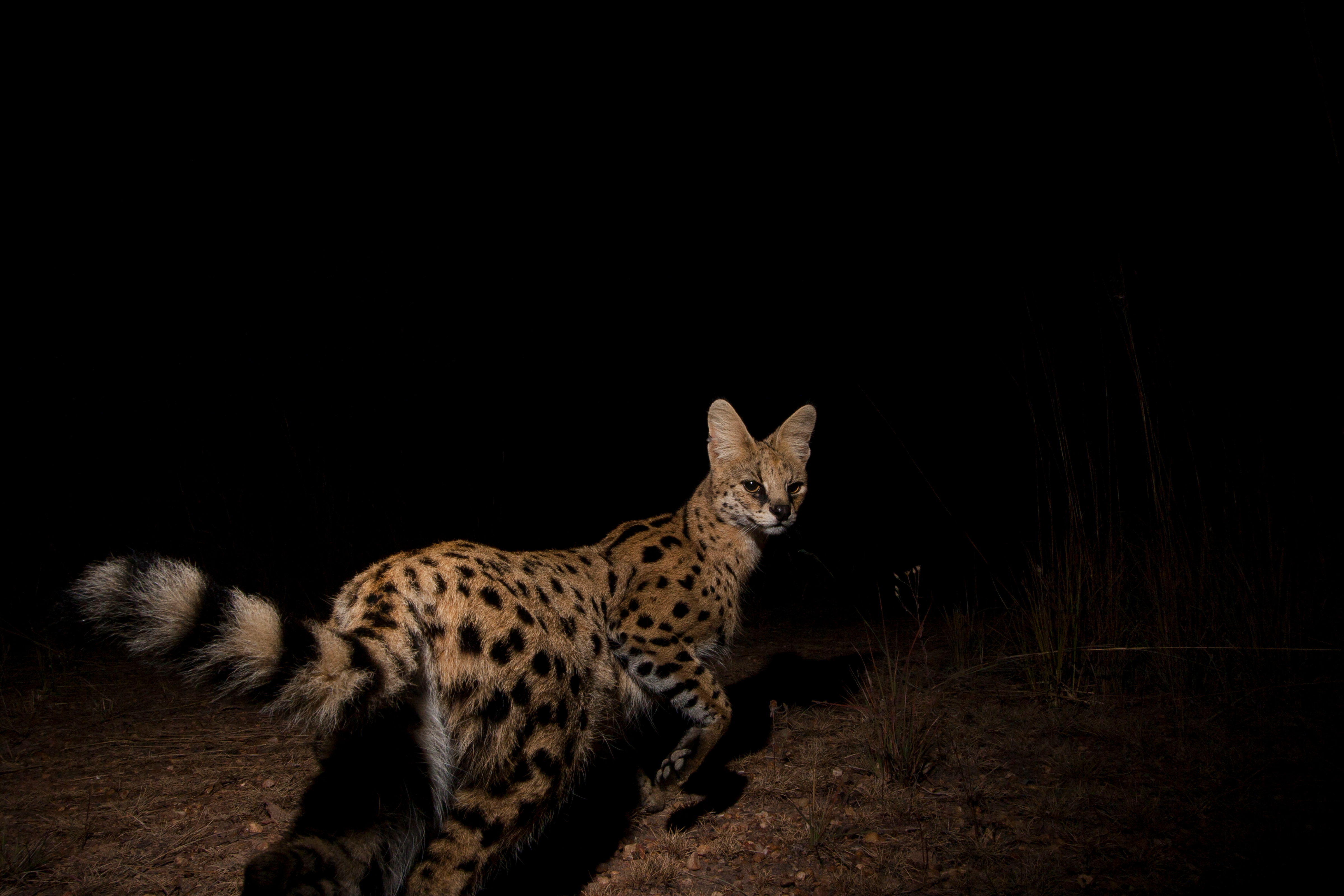 Botswana serval