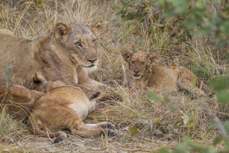 Female lioness with two cubs