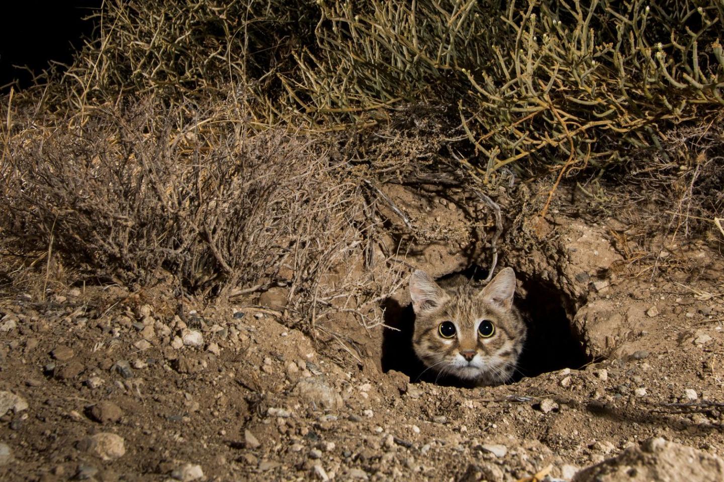 Black-footed cat in a den