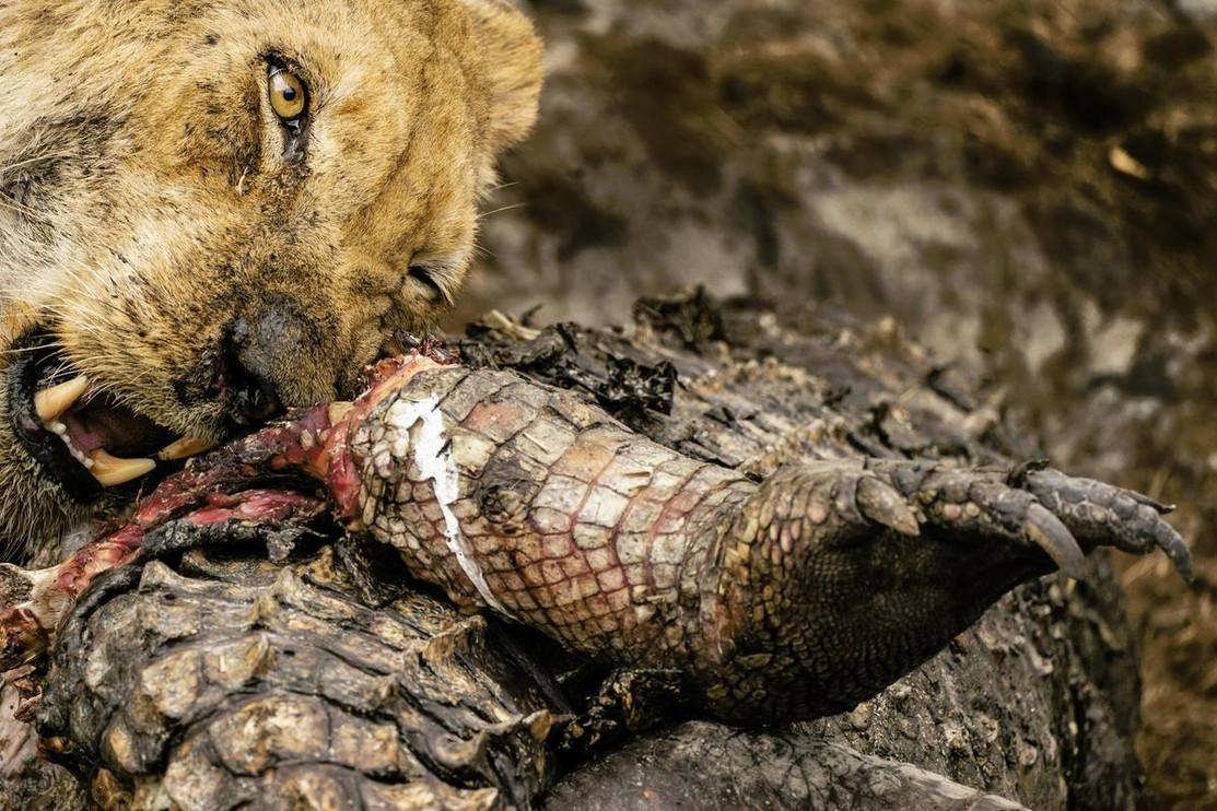 Lion eating crocodile