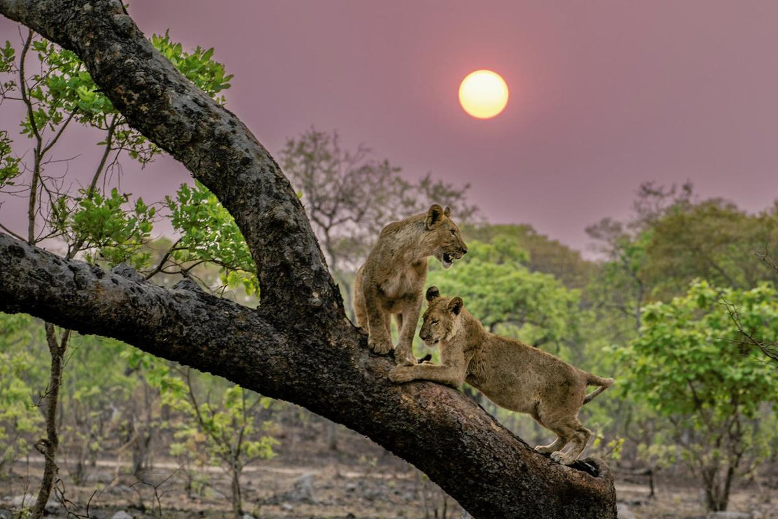 Lions in trees