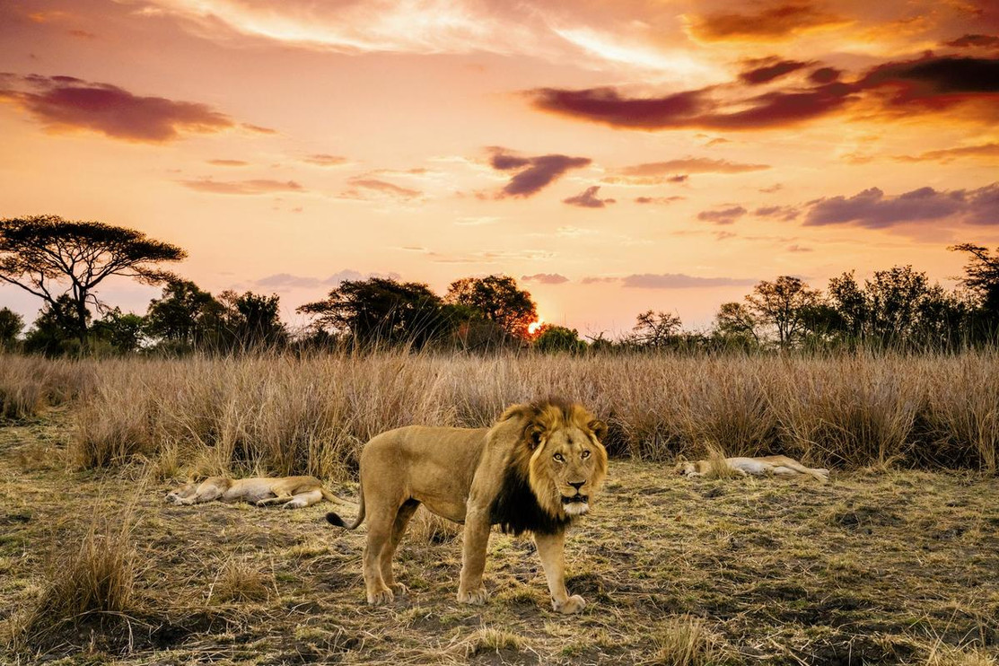 Lion on the grasslands of Africa