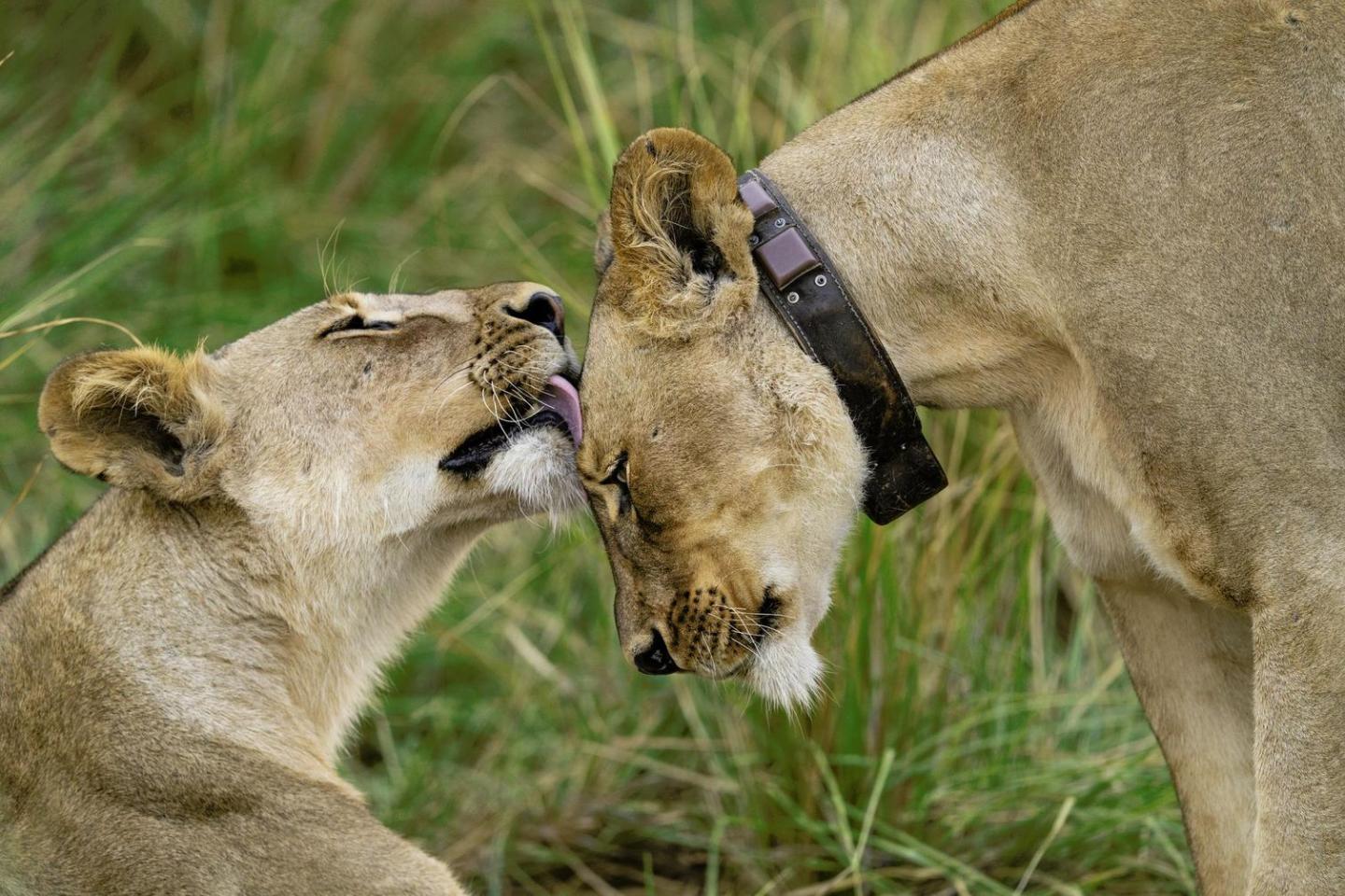 An uncollared lioness grooms a collared lioness