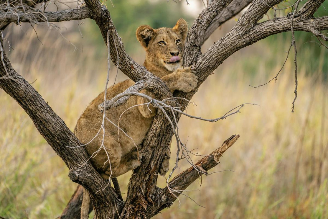 Big cats that climb trees hotsell