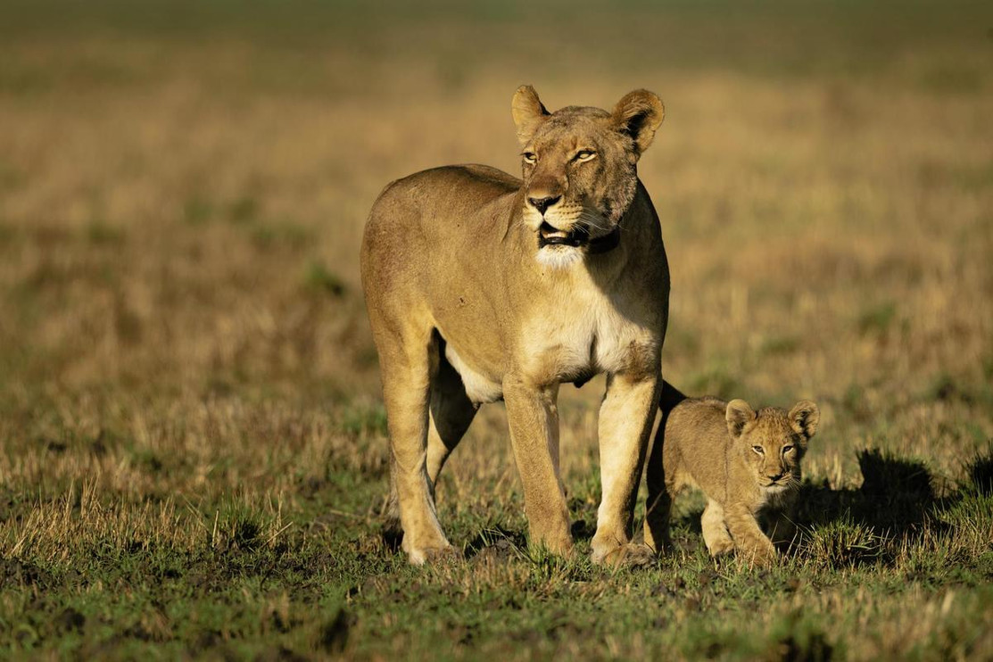Lion mother and cub