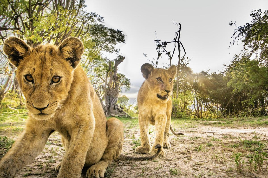 Lions in Zambia