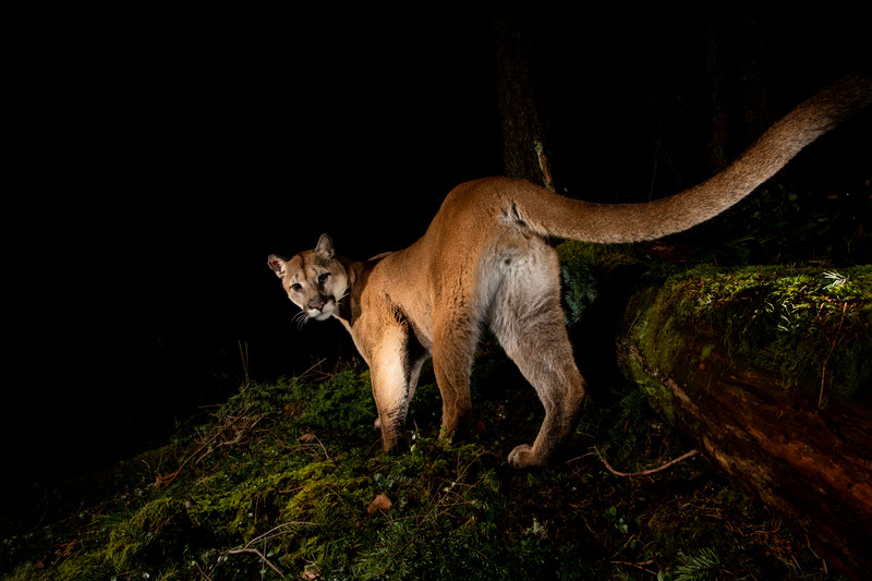 Puma long tail