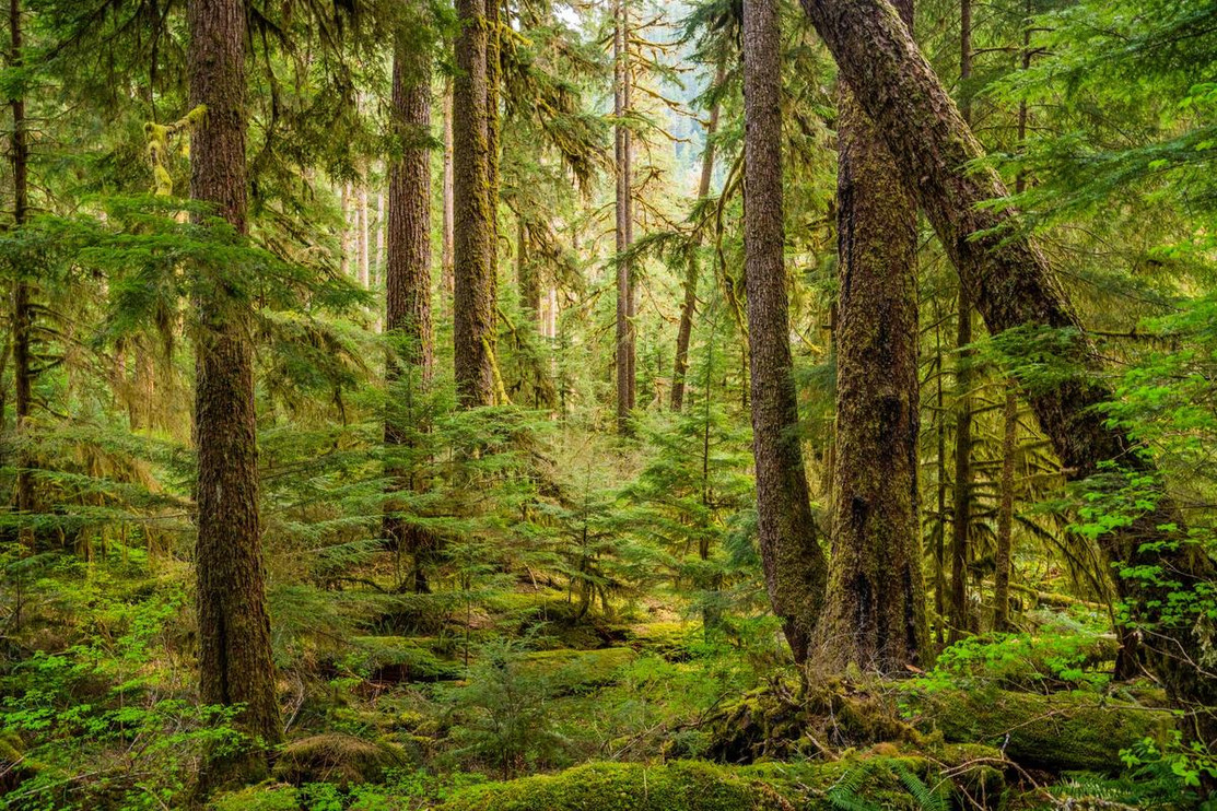 The breathtaking forest of Olympic National Park, a hideout for pumas.