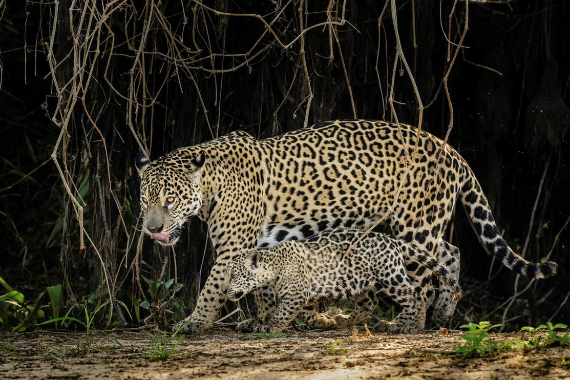 Jaguar and cub