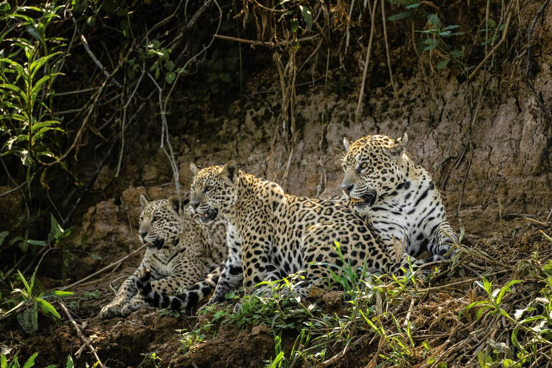 Jaguar family