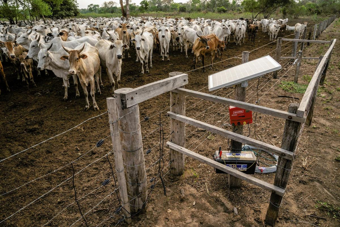 Electric fence protecting cows