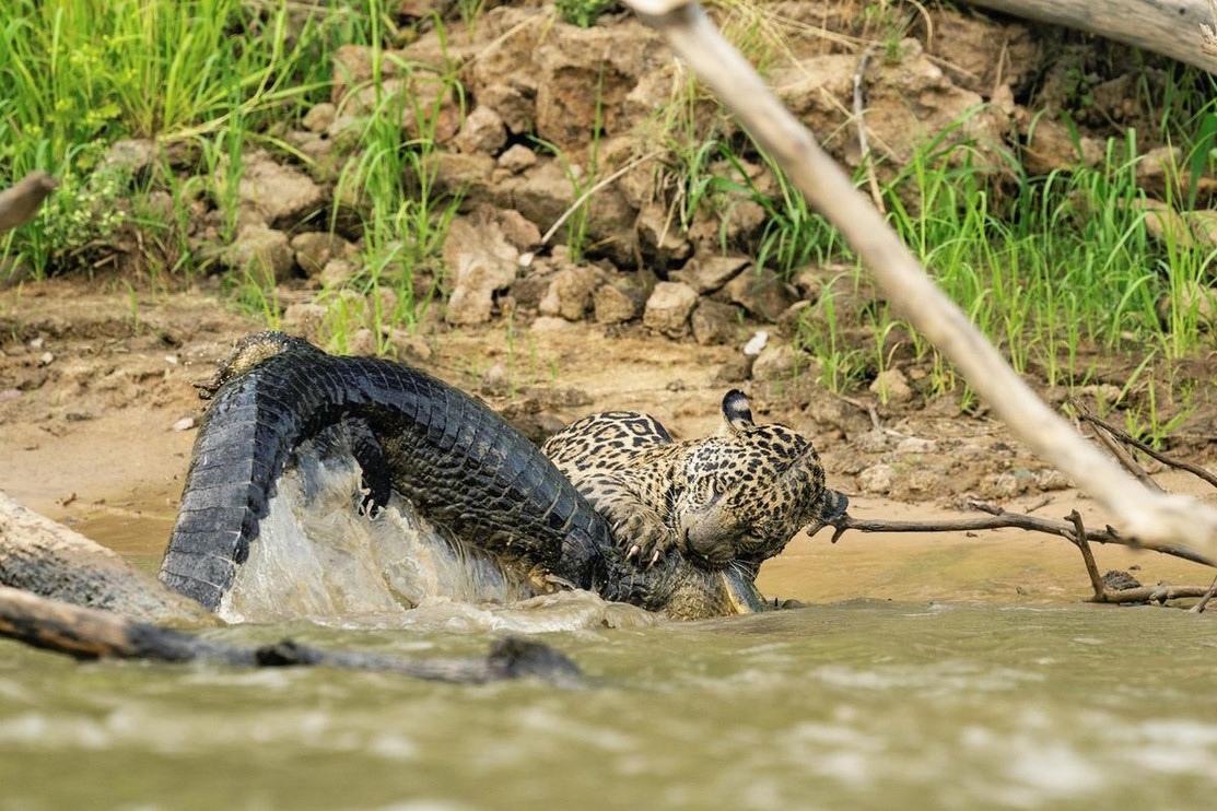 Jaguar attacks caiman in water