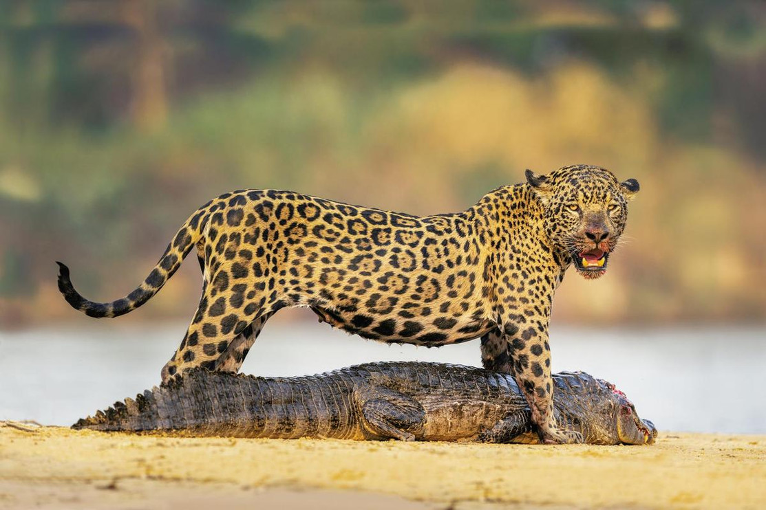 Jaguar standing over dead caiman