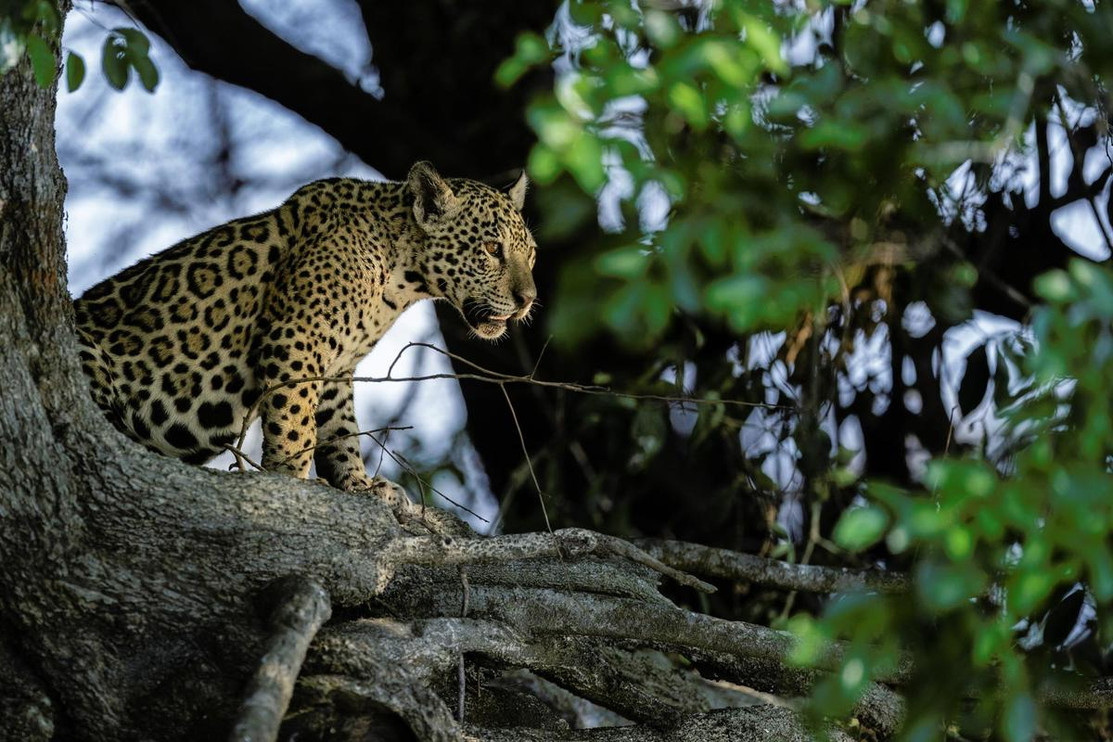 Jaguar looking out over the Pantanal