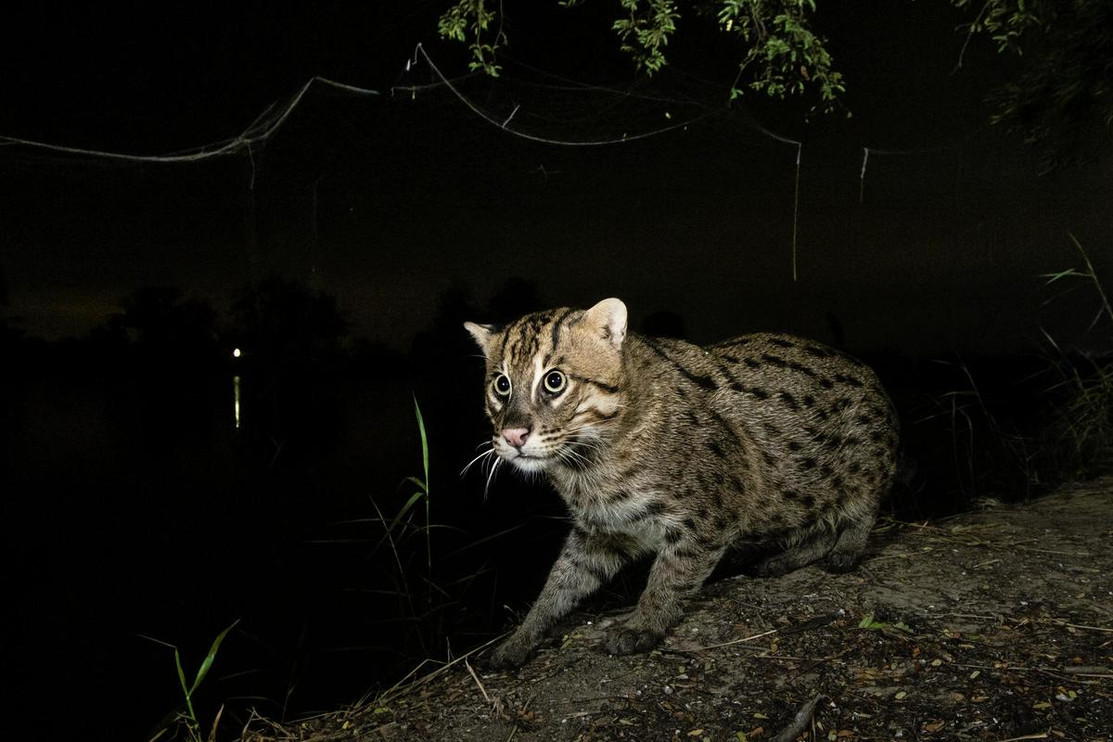 Fishing cat looking out
