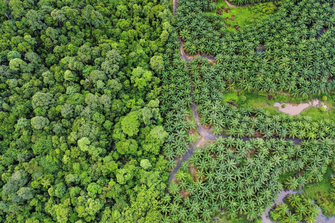 Deforestation Borneo