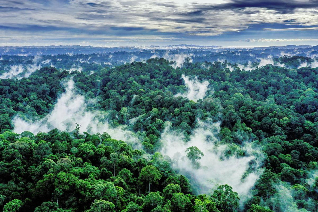 Mist rises from the forest in Sabah, Malaysia.