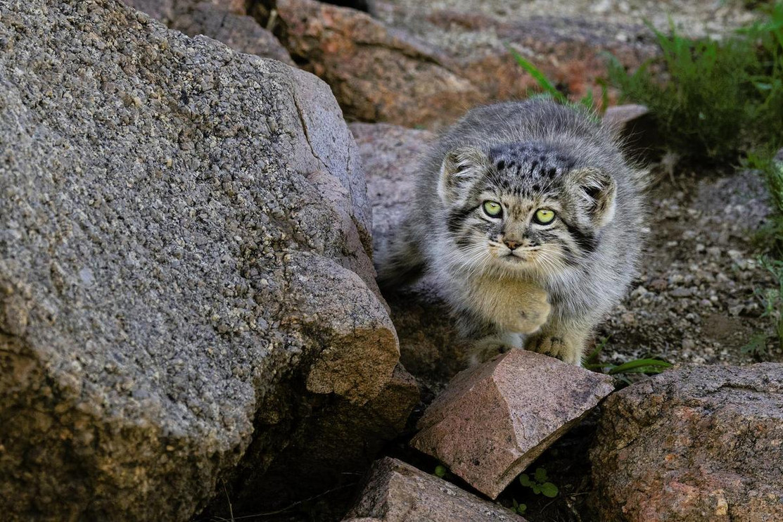 Small Cat Spotlight: Pallas’s Cat | Panthera