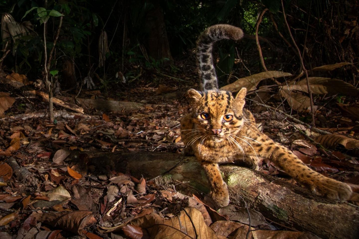 A marbled cat in Borneo, Malaysia