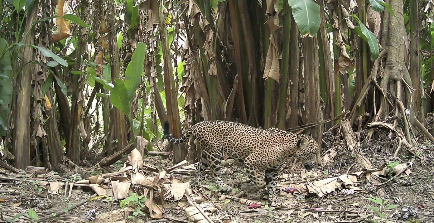 A healthy male jaguar in Guatemala